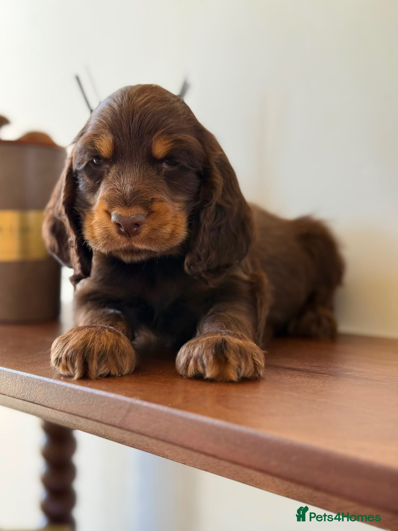 Cocker Spaniel dogs Show type cocker spaniels  - Advert 2