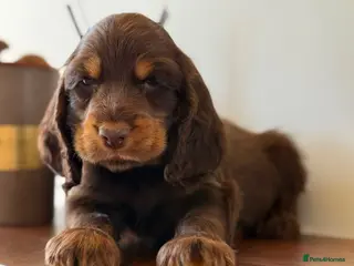 Cocker Spaniel dogs Show type cocker spaniels - Advert 2