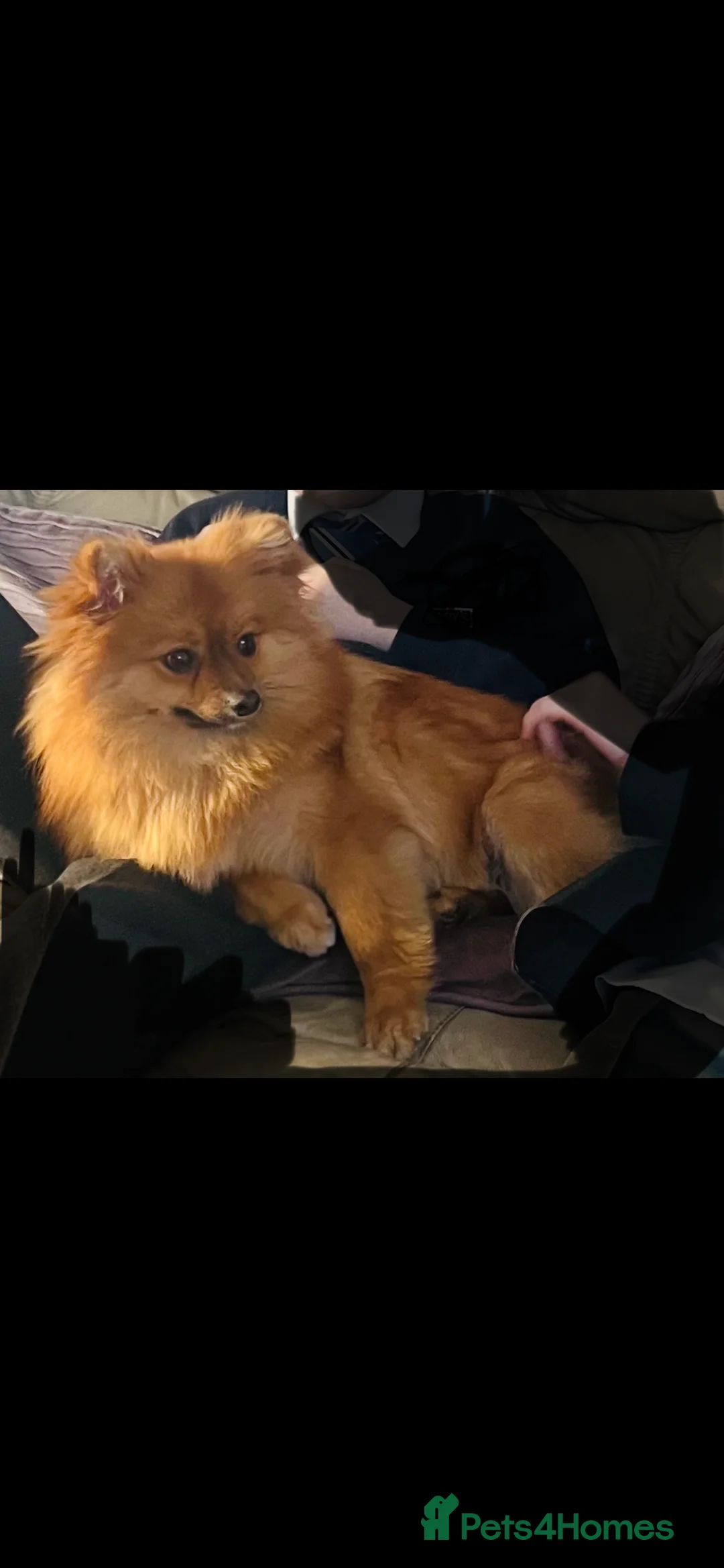 Pomeranian dogs for sale: Sweet orange sable Pom girl - 10 months old in Cannock - Advert 2