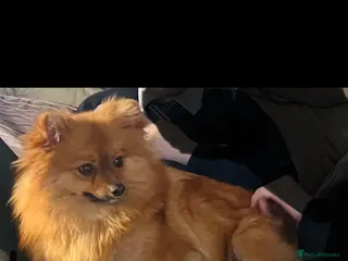 Pomeranian dogs orange Pom girl - 10 months old - Advert 2
