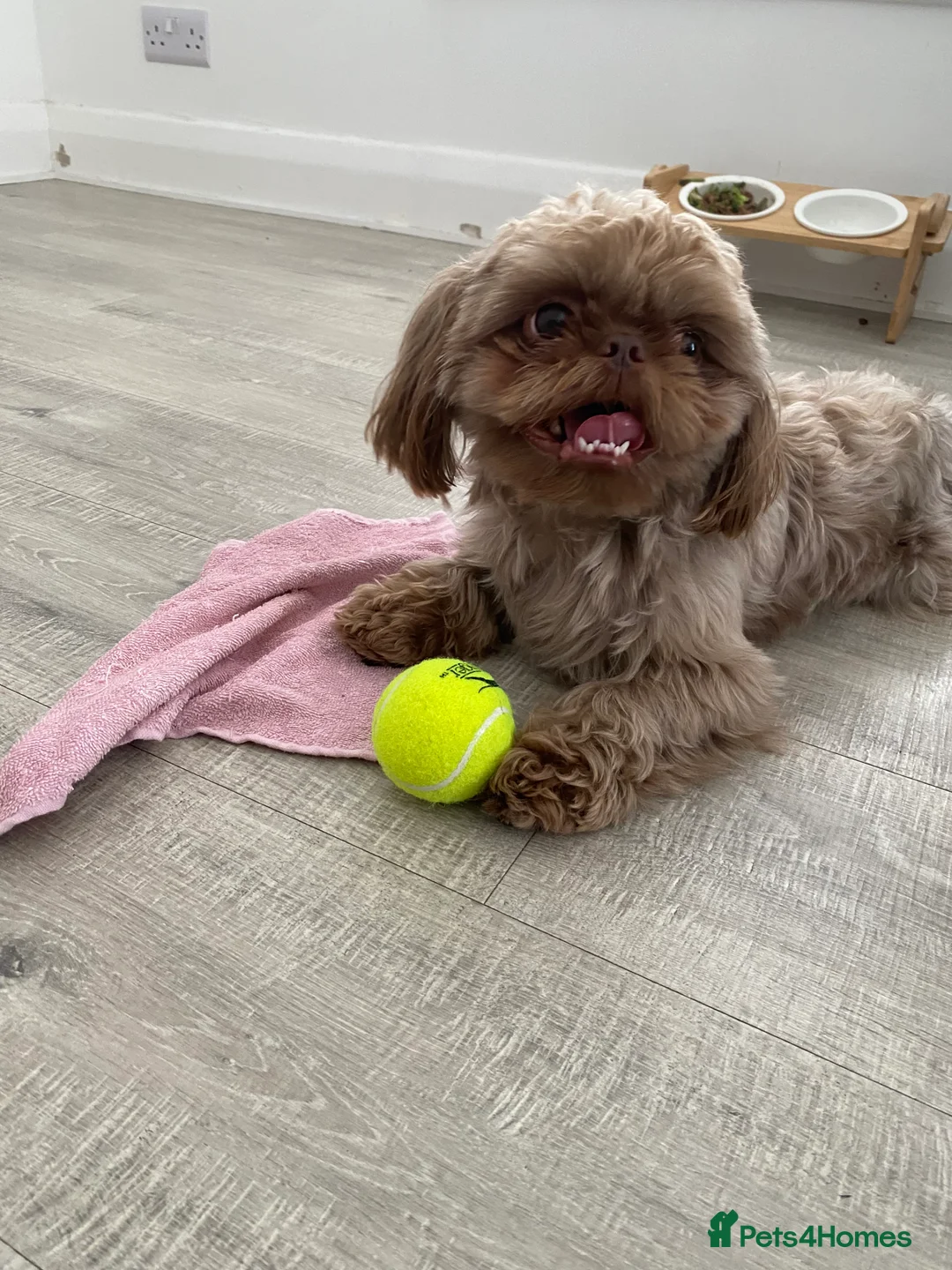 Shih Tzu dogs for stud: Chocolate Brown Imperial Shih Tzu Stud - Advert 6