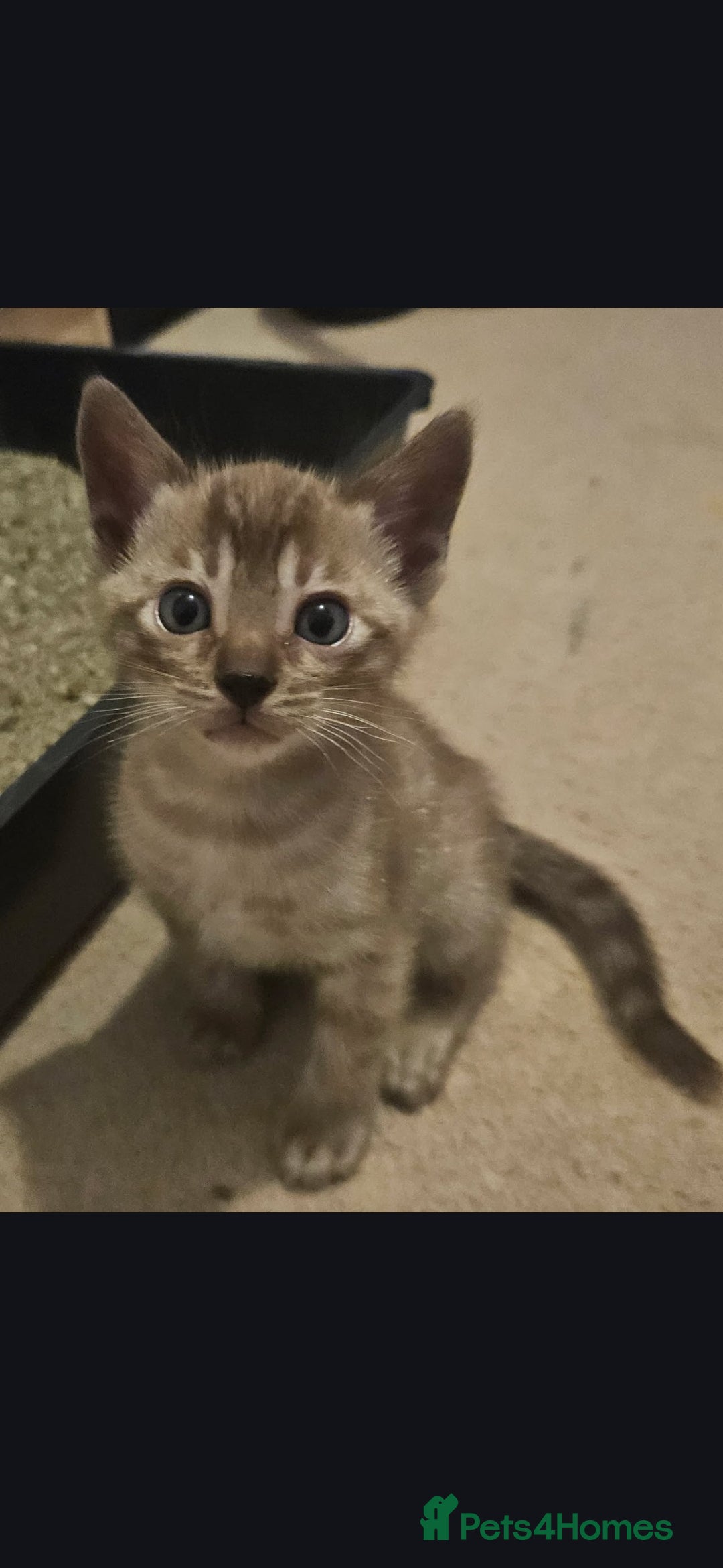 Bengal cats for sale: Bengal kittens ready Jan 30th - Advert 6