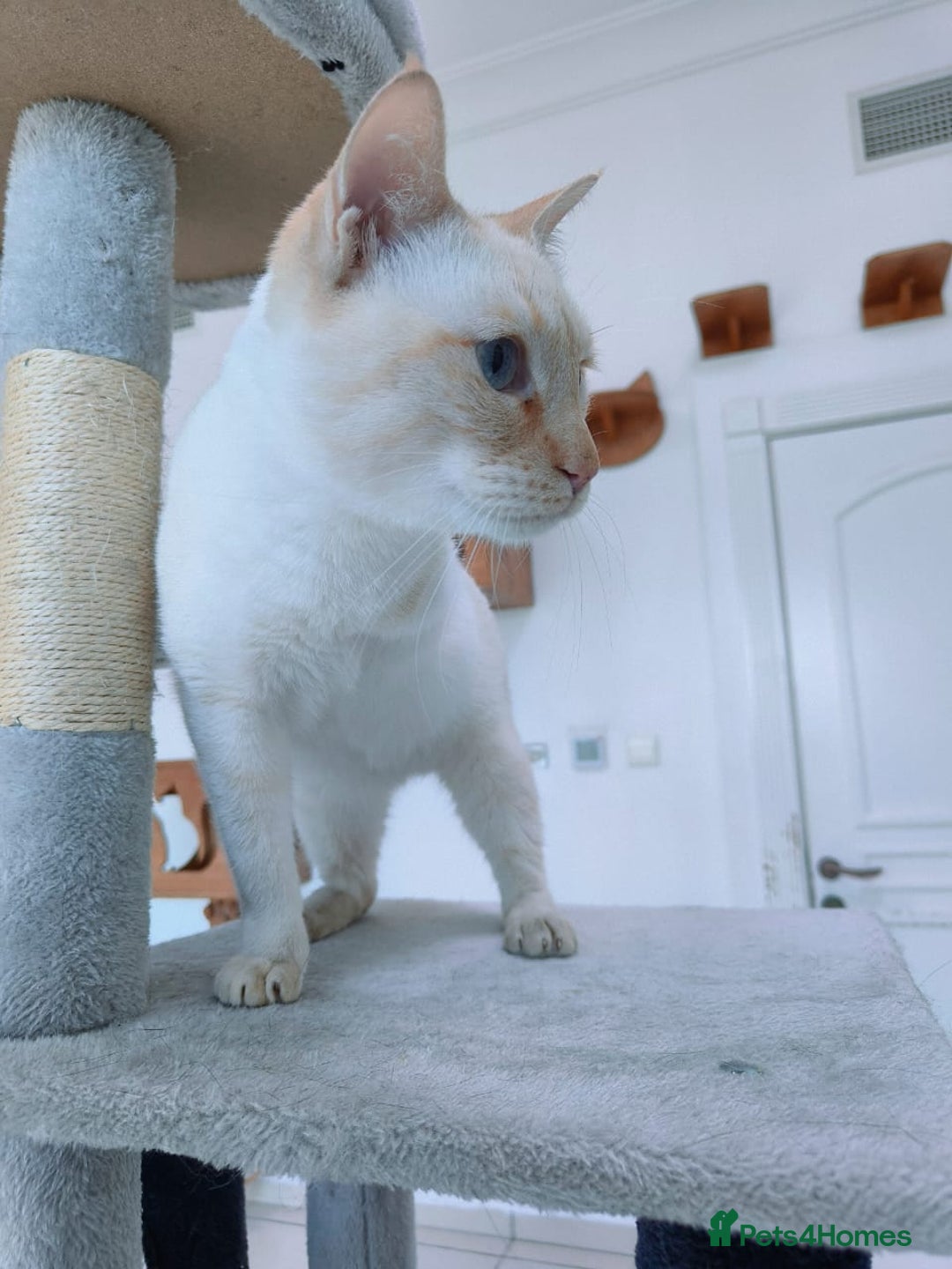 Mixed Breed cats for adoption: [Indoors Only] White Sugar - Lovely Special Boy - Advert 3