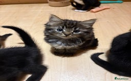British Shorthair cats for sale: 2 BLACK FEMALE SHORTHAIR KITTENS. READY TO GO! - Image 17