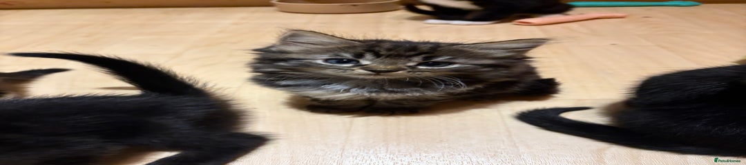 British longhair Kitten 11