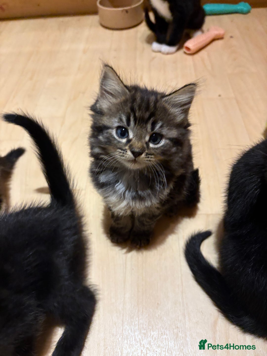 British Shorthair cats for sale: 2 BLACK FEMALE SHORTHAIR KITTENS. READY TO GO! - Image 17