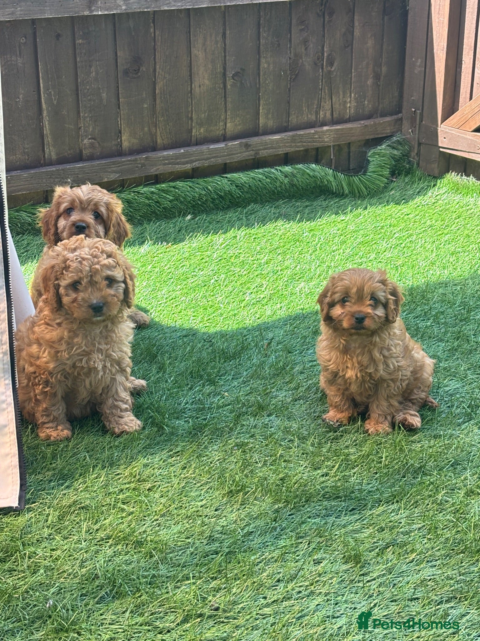 Cavapoo dogs Stunning deep red cavapoos  - Advert 13