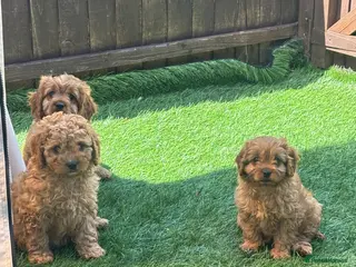 Cavapoo dogs Stunning deep red cavapoos - Advert 1