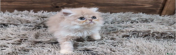 Persian cats for sale: Persian Kittens For Sale - Advert 25