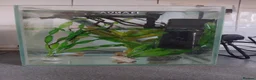 Bettas fish for sale: Platinum golden male betta - Advert 4