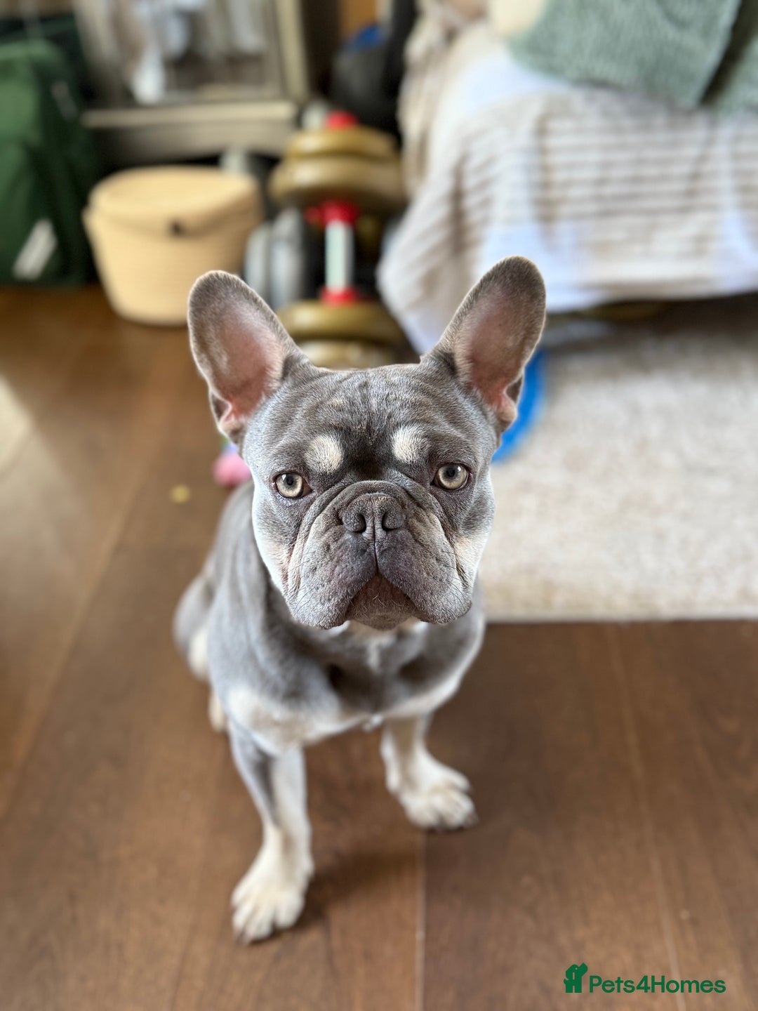 French Bulldog dogs for stud: French Bulldog for Stud! KC Registered! in Chester - Image 5