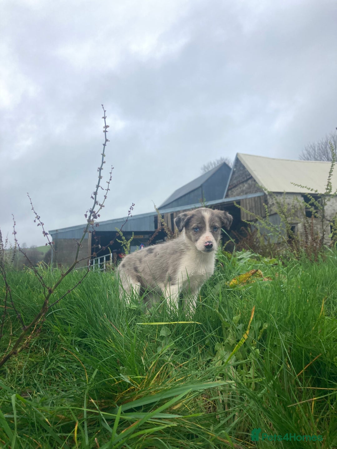 Border Collie dogs for sale: Playful pups - Image 5