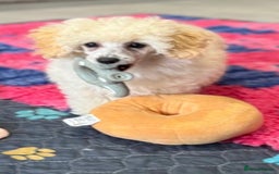 Toy Poodle dogs for sale:  KC Registered Toy Poodle stunning little boy💙 - Image 9
