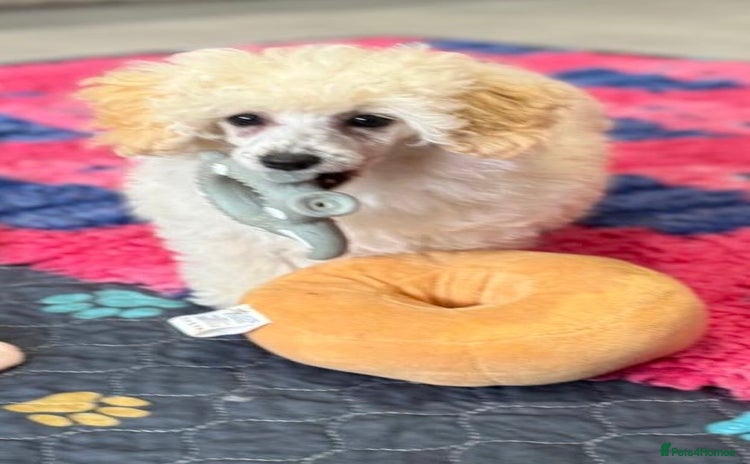 Toy Poodle dogs - Advert 14