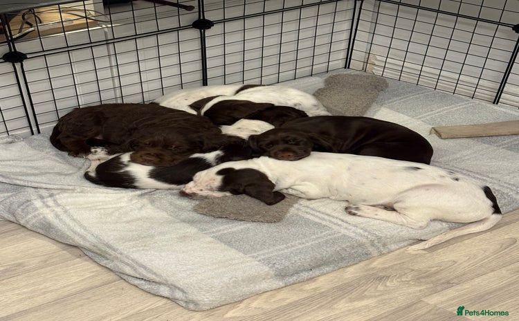 Mixed Breed dogs Sprockers cross  - Advert 6