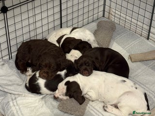 Mixed Breed dogs Sprockers cross - Advert 15