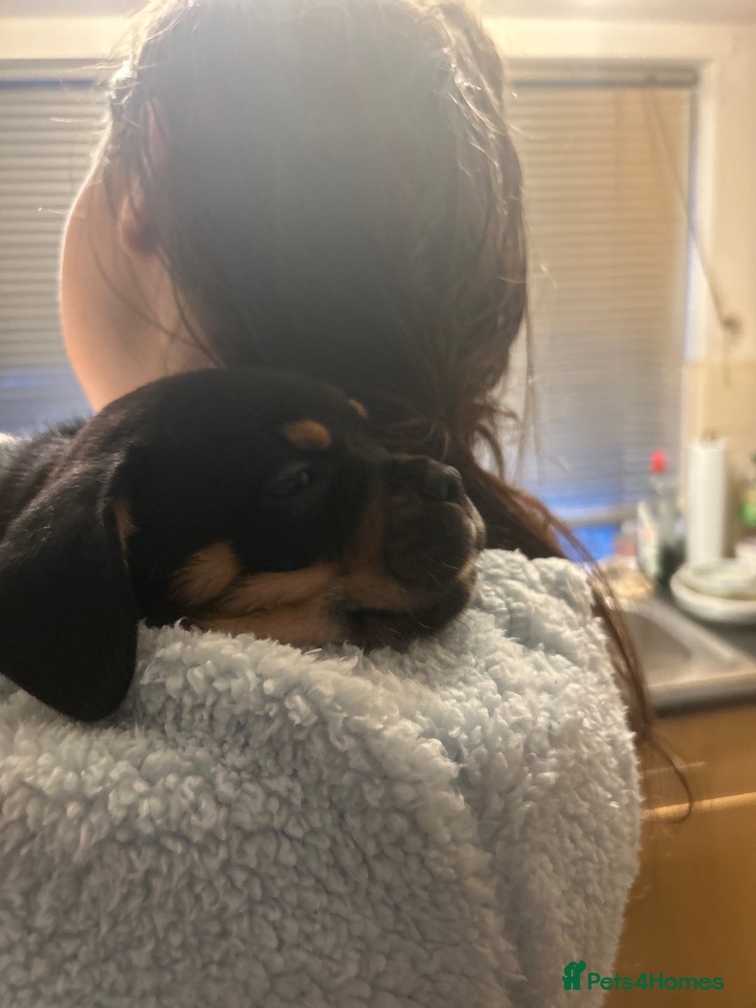 Mixed Breed dogs for sale: French Bullweiler - Advert 14