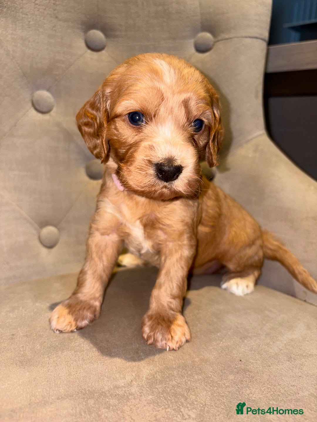 Cockapoo dogs for sale: Beautiful litter of 10 Cockapoo pups  - Advert 3