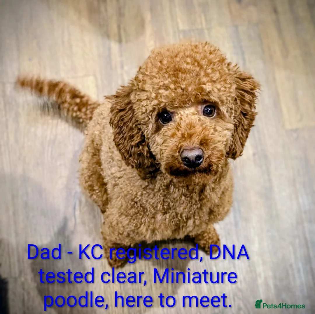 Cockapoo dogs for sale: Licensed breeder, health tested F1 cockapoos - Advert 14