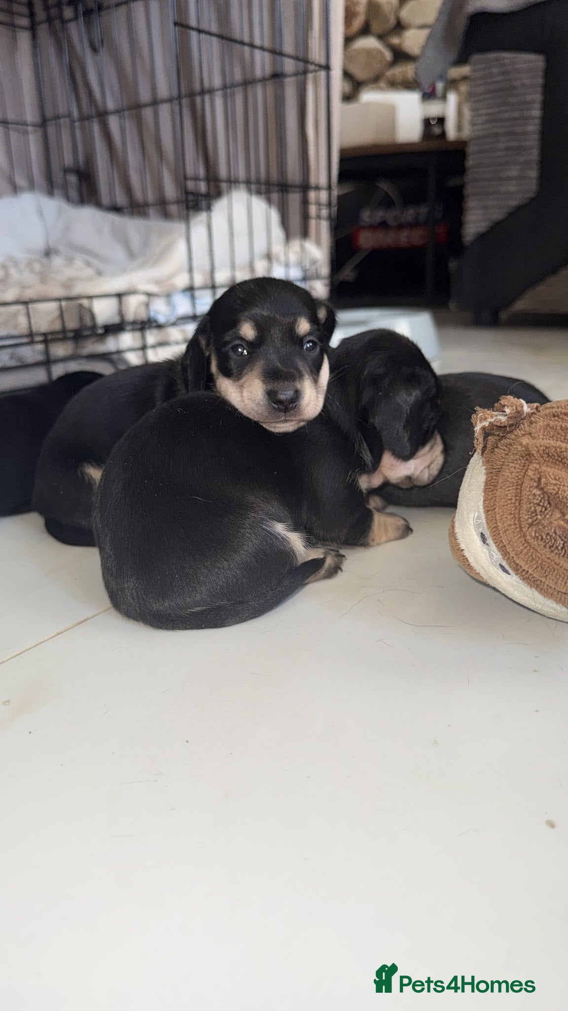 Miniature Dachshund dogs KC Registered Mini Dachshund Puppies – Available - Advert 2