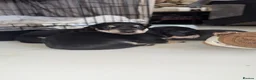 Miniature Dachshund dogs for sale: KC Registered Mini Dachshund Puppies – Available - Advert 3