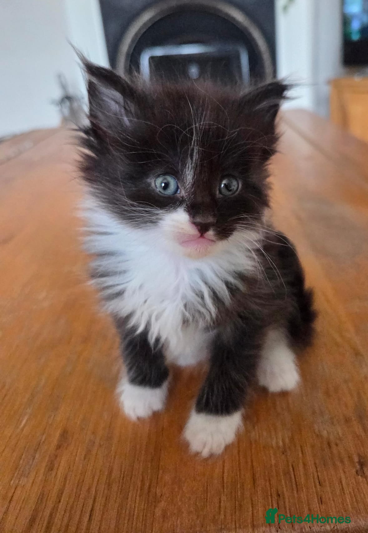 Mixed Breed cats 1 Beautiful Boy Left - Advert 18