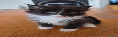 Mixed Breed Kitten 2