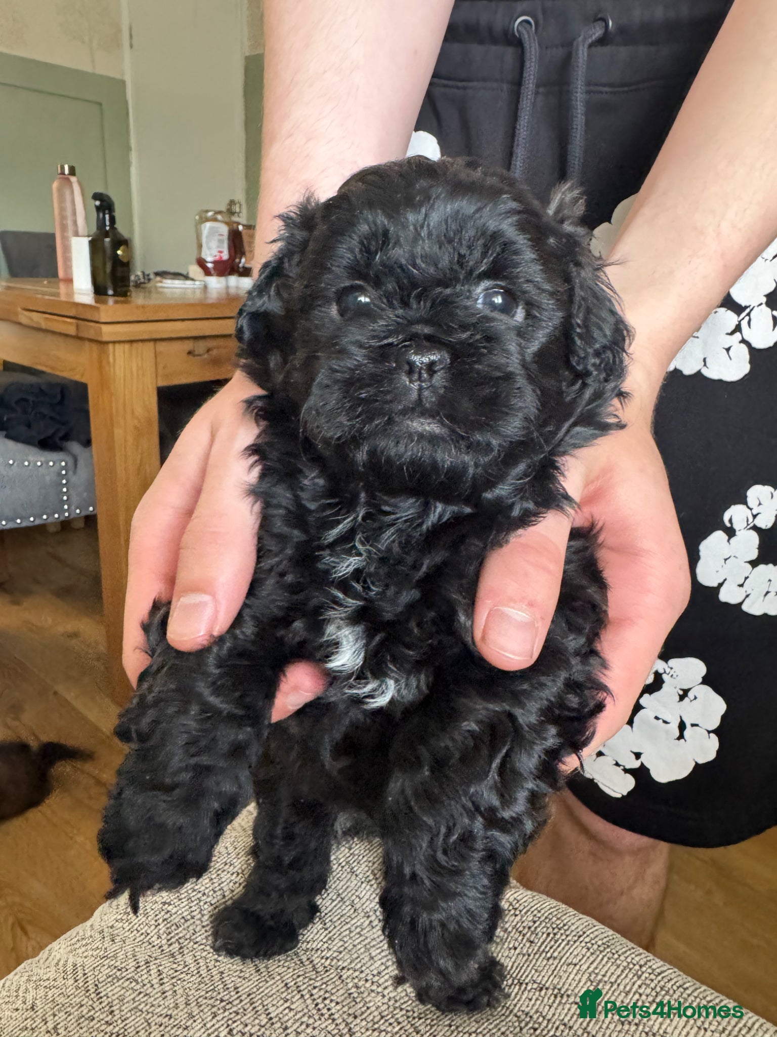 Shihpoo dogs Shihpoo female - Advert 14