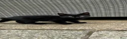 British Longhair cats for sale: 3 Beautiful Black Kittens  - Advert 6