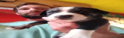 Mixed Breed dogs for sale: Staffy cross pups for sale  - Advert 9