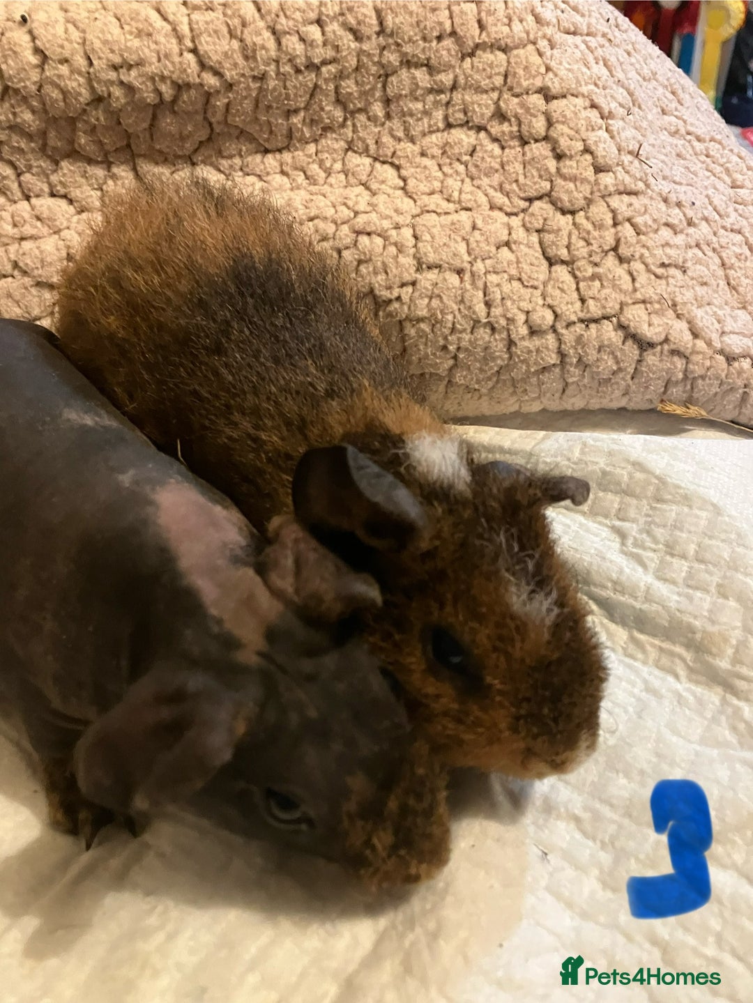 Guinea Pig rodents for sale: Well handled skinny pigs.  - Advert 12