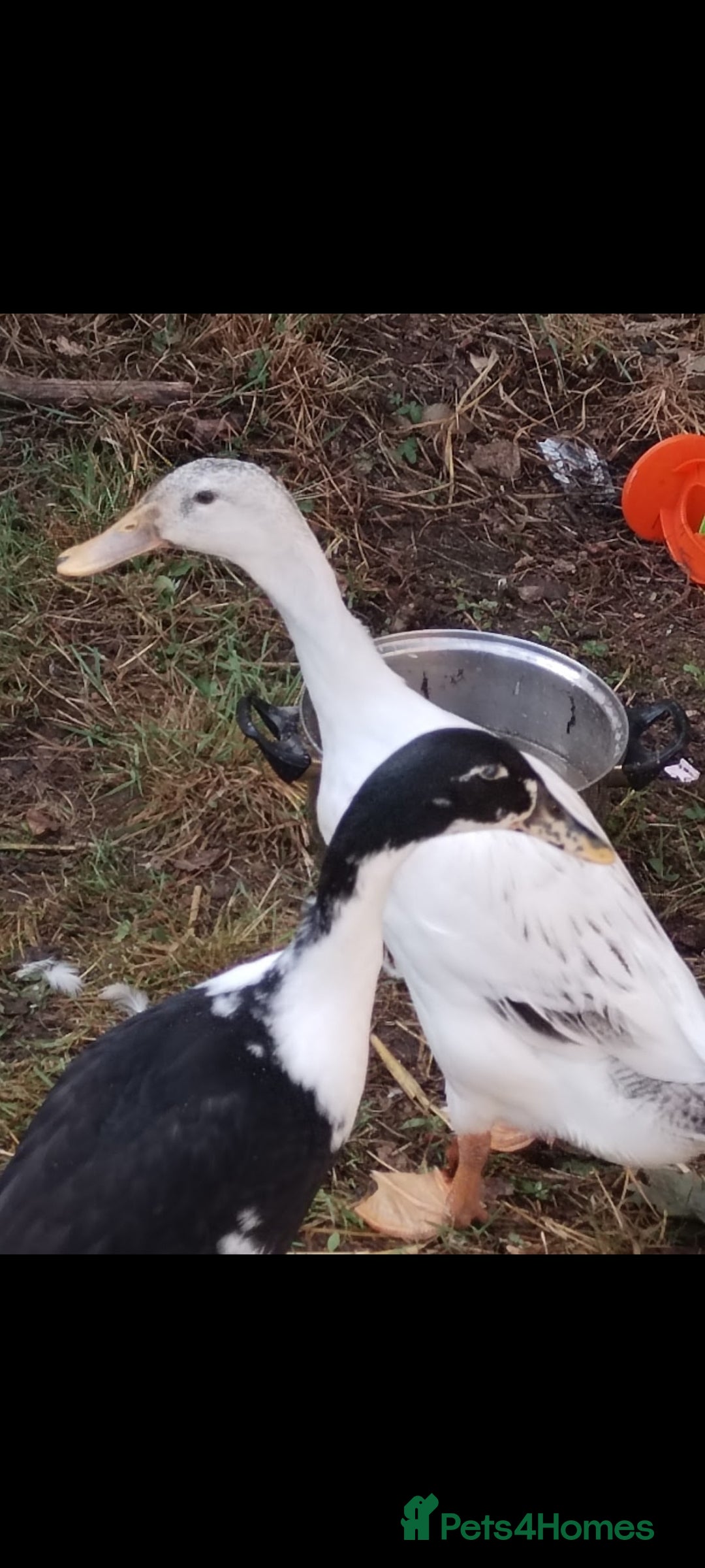Mixed Breed poultry for sale: Indian runner ducks pair and hen - Image 3