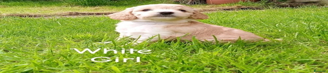 TOY Cockapoo Puppy 5 🤍 white collar girl