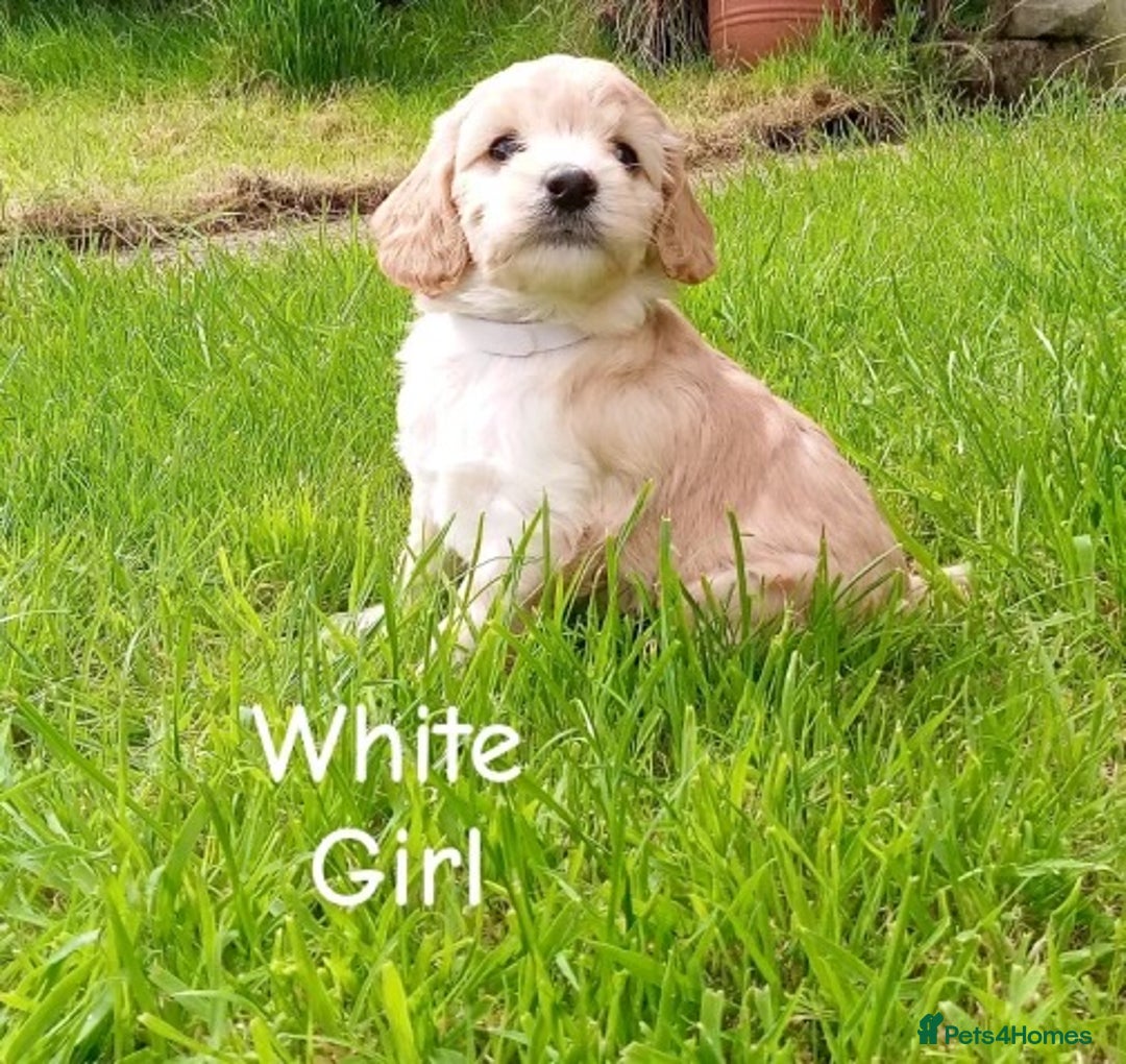 Cockapoo dogs for sale: ⭐️VERY RARE TOY Cockapoo Puppies⭐️🐶 - Image 4