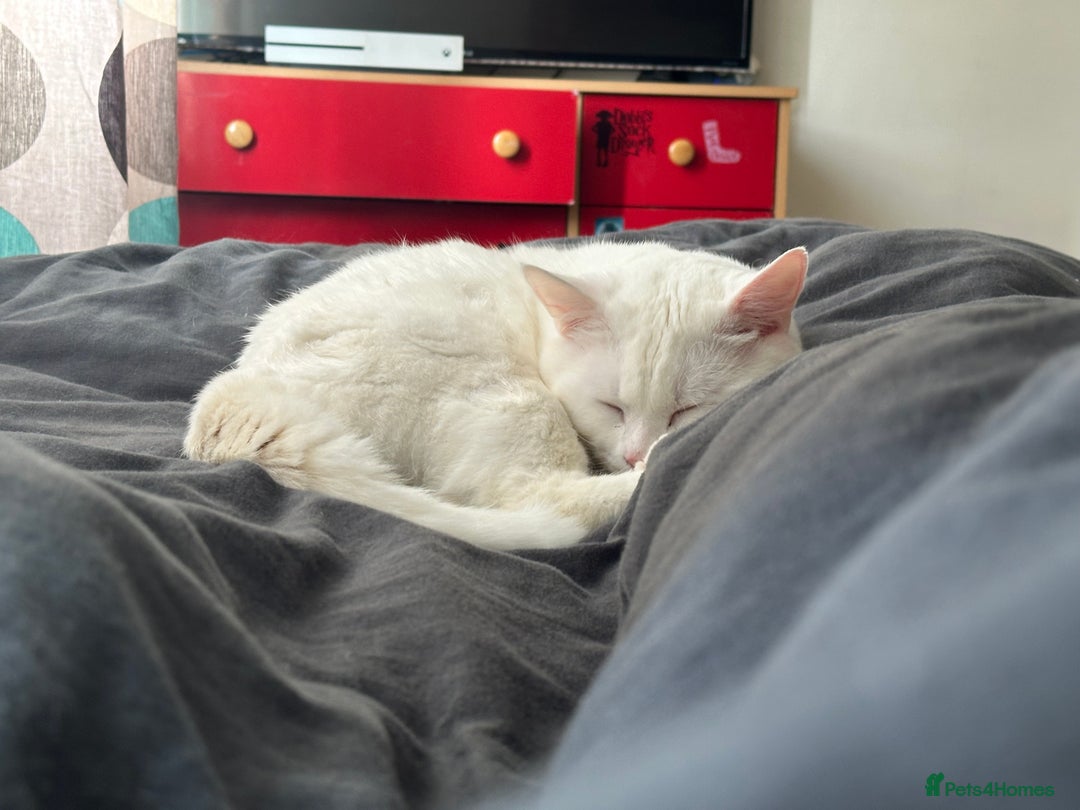 Domestic Shorthair cats for sale: female white cat in Taunton - Image 2