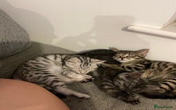 Bengal cats for sale: 🐾 Beautiful Bengal Kittens 🐾 - Image 5