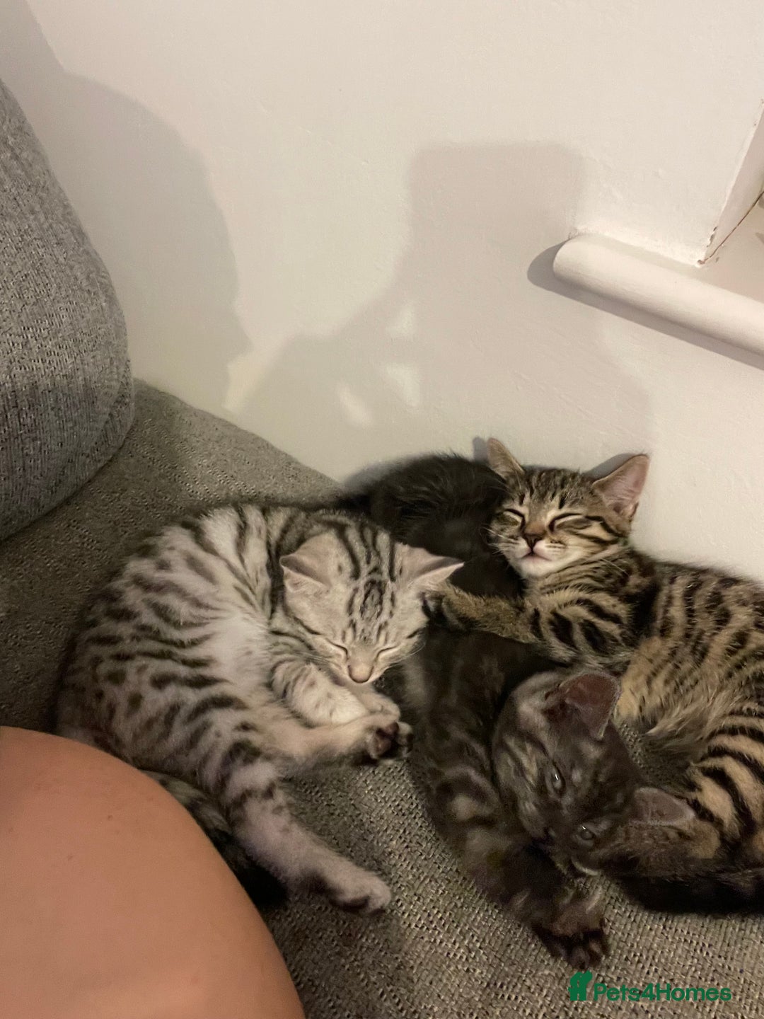 Bengal cats for sale: 🐾 Beautiful Bengal Kittens 🐾 - Image 5