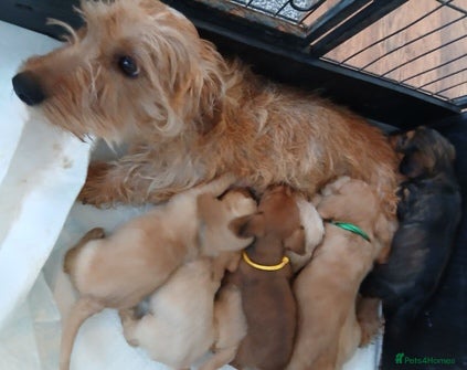 Mixed Breed dogs Terrier mix with Pomeranian puppy - Advert 11