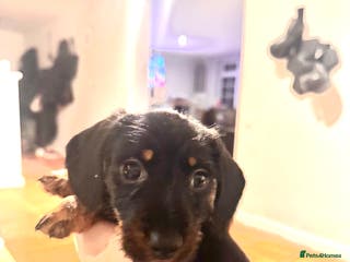 Miniature Dachshund dogs Last little girl ready to go this Sunday - Advert 12