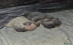 French Bulldog dogs for sale: 5 beautiful male french bulldog puppies  - Image 20