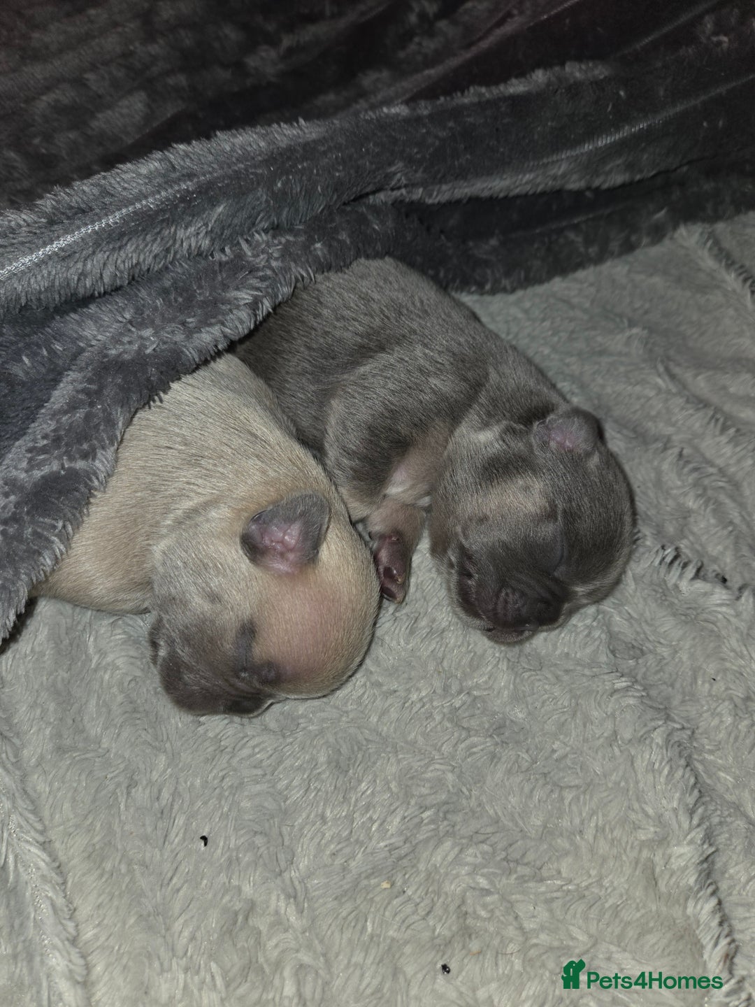 French Bulldog dogs for sale: 5 beautiful male french bulldog puppies  - Image 20