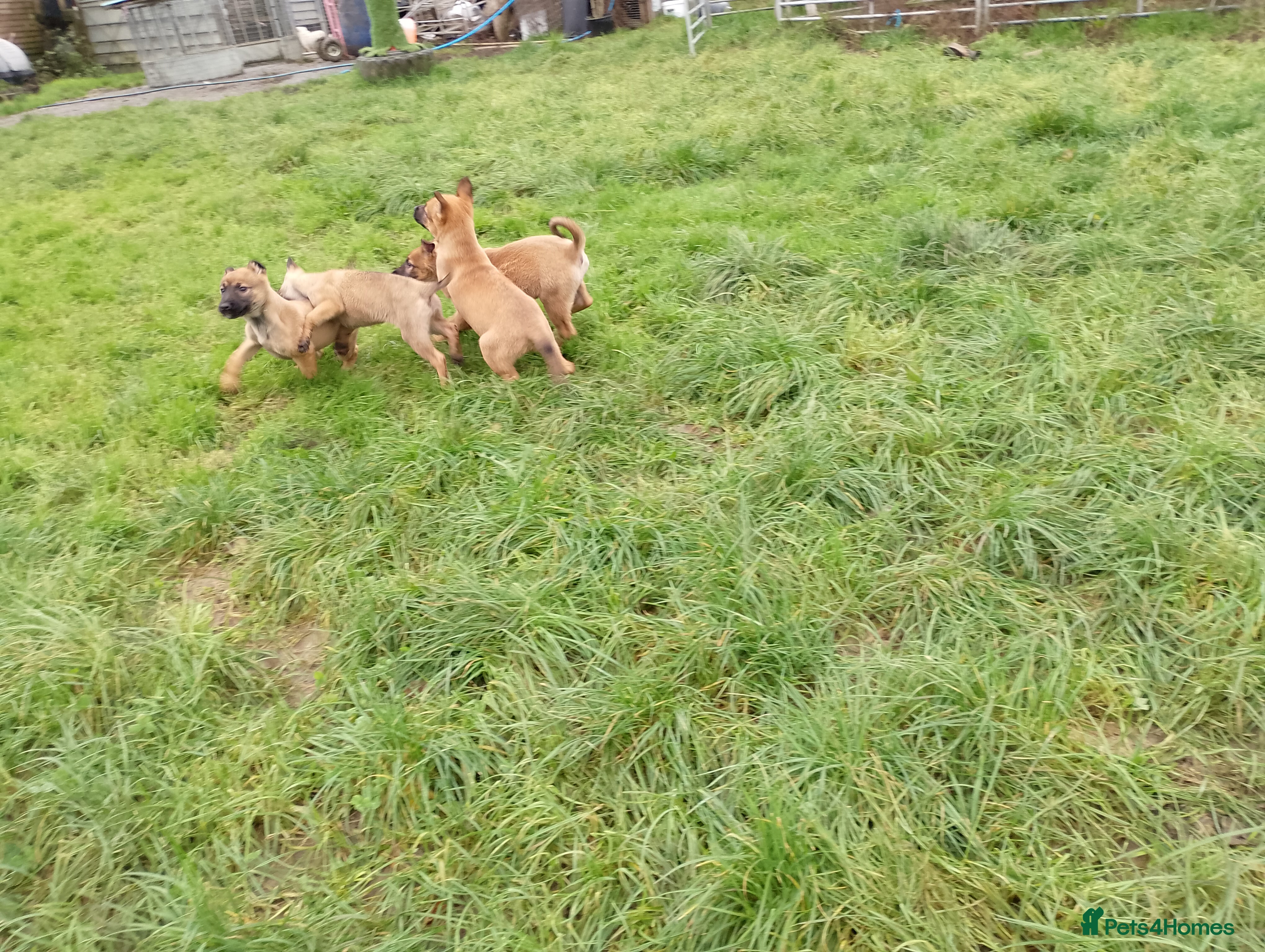 Mixed Breed dogs Belgian malinois x German shepherd - Advert 7