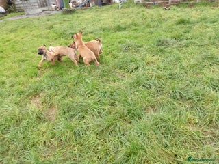 Mixed Breed dogs Belgian malinois x German shepherd - Advert 10