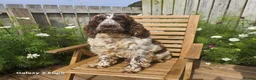 Sproodle dogs for sale: Stunning Sproodles puppys for sale in Maybole - Advert 21