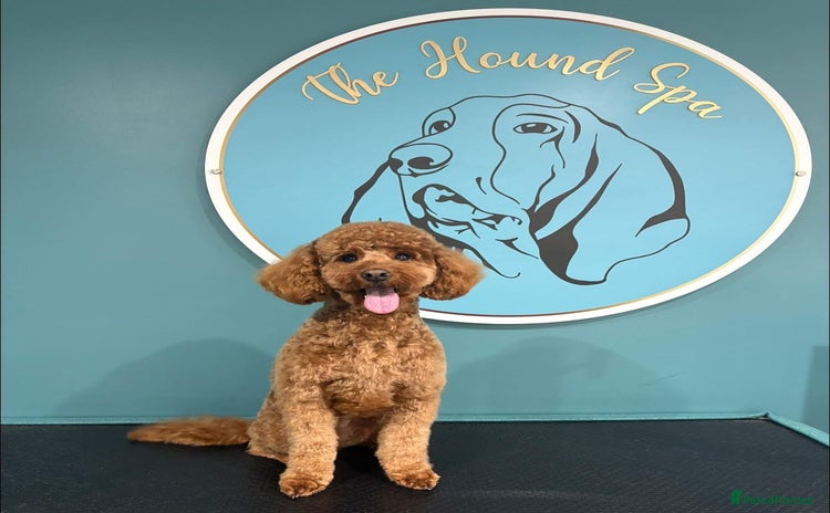 Cockapoo dogs - Advert 1