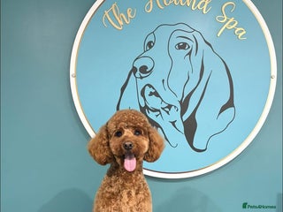 Cockapoo dogs - Advert 28