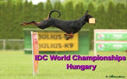 Dobermann dogs for sale: Gorgeous KC Dobermann Puppies  - Image 17