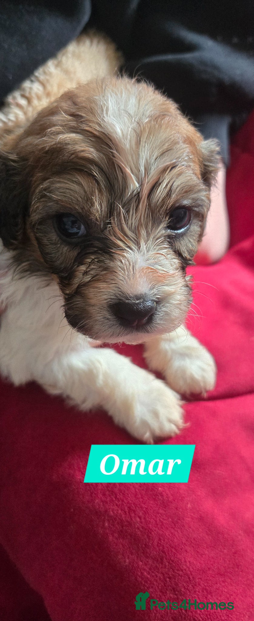 Cavachon dogs Gorgeous Cavachon puppies - Advert 2