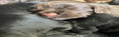 Cocker Spaniel 1
