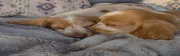 Cocker Spaniel dogs for sale: Exceptional True Show winning Champion Cockers. - Advert 15